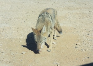 A California coyote.