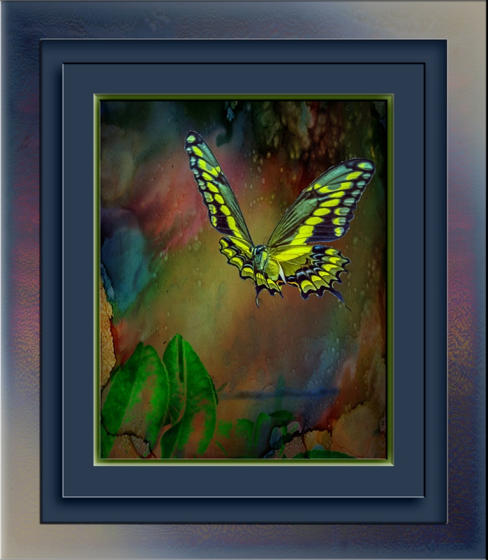 two-tailed swallowtail butterfly (1 of 1)-2 art blog